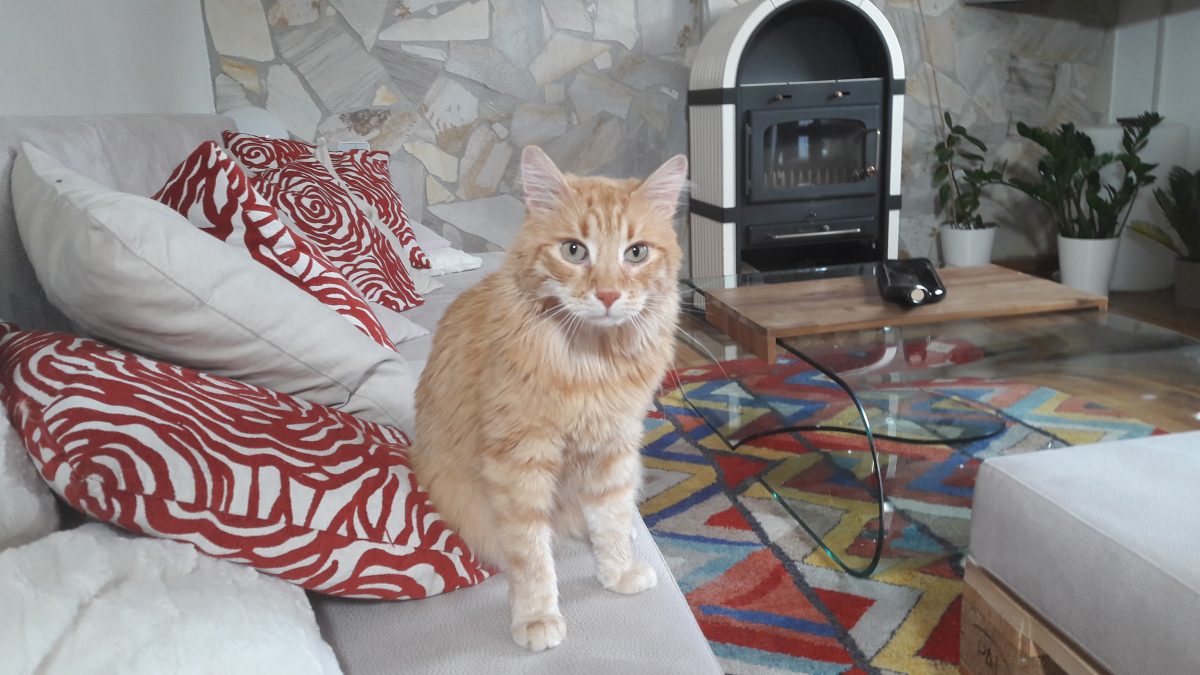 Petra Ott copyright Drehtag ORF Coach 4Cats Maggie Entenfellner Katzensitting