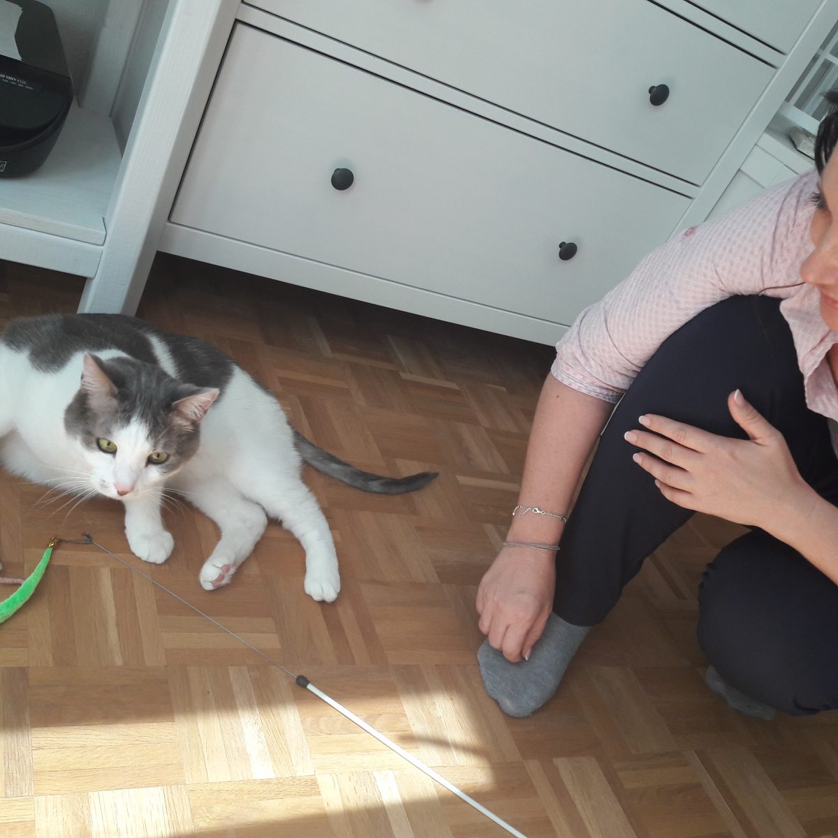 petra ott katze erlebniswelt kahler schwanz katze