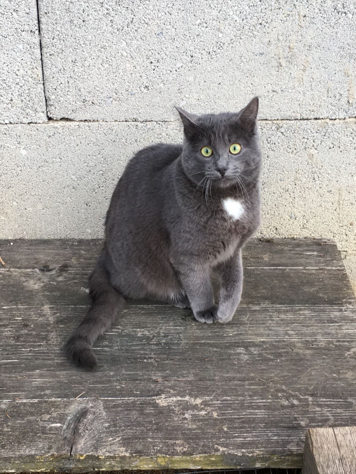 petra ott katze pnkelt copyright