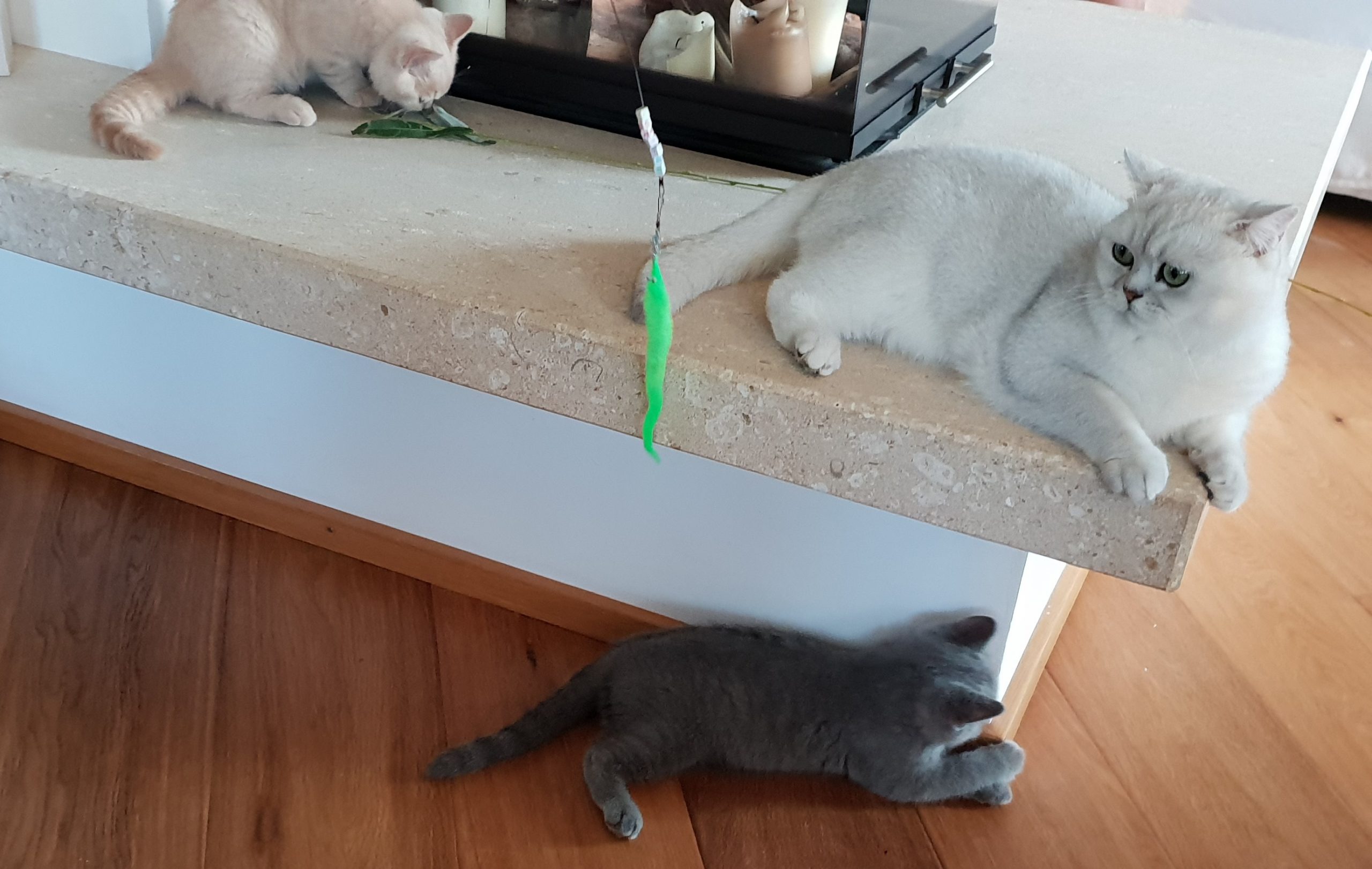 petraott kot und pinkel katze