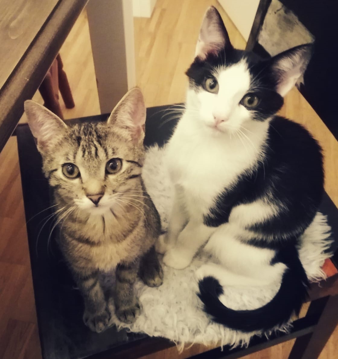 pinkelkatze petraott