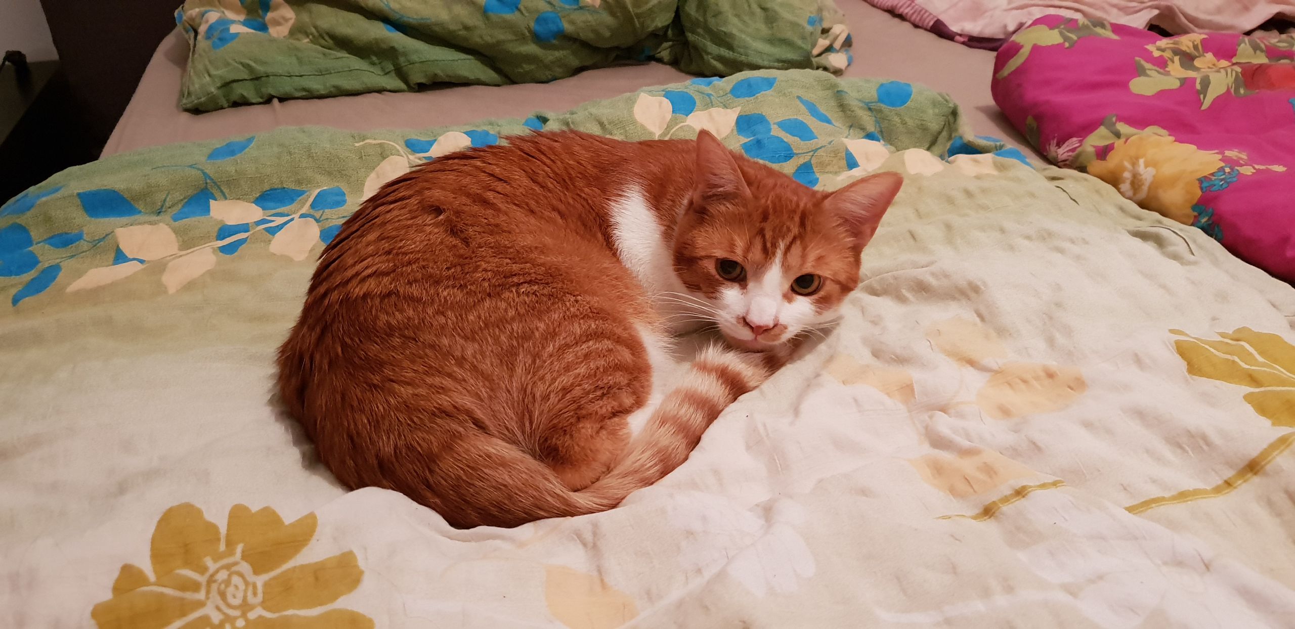 vergesellschaftung katze #petraott