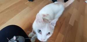 vergesellschaftung katze #petraott.jpg11