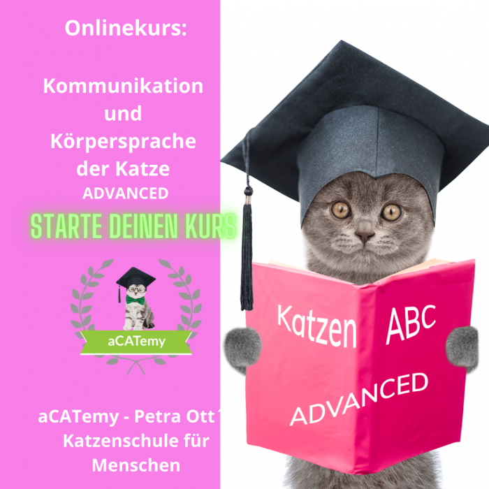 Onlinekurs: Kommunikation und Körpersprache der Katze ADVANCED