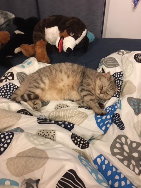 Cleo