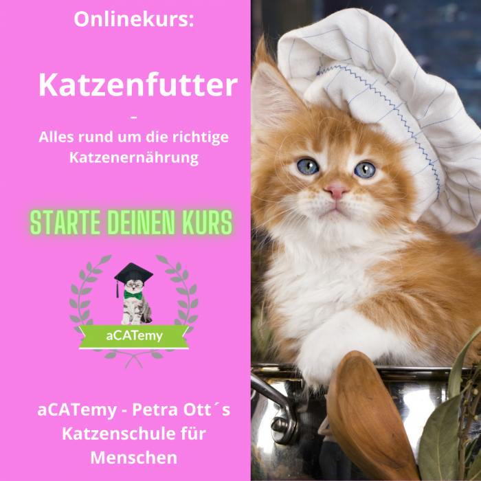 Onlinekurs: Katzenfutter -  Alles rund um die richtige Katzenernährung