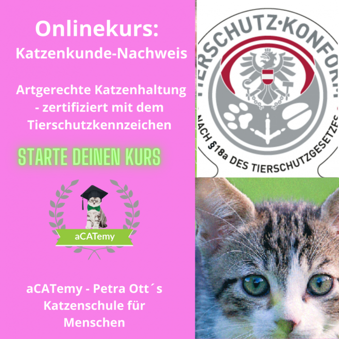 Onlinekurs: 1. Katzenkunde-Nachweis- Artgerechte Katzenhaltung / zertifiziert mit dem Tierschutzkennzeichen