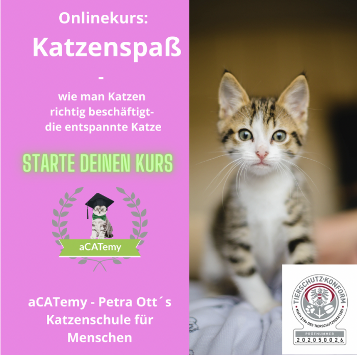 Onlinekurs: Katzenspaß! Die richtige Beschäftigung_ mit dem Tierschutzkennzeichen