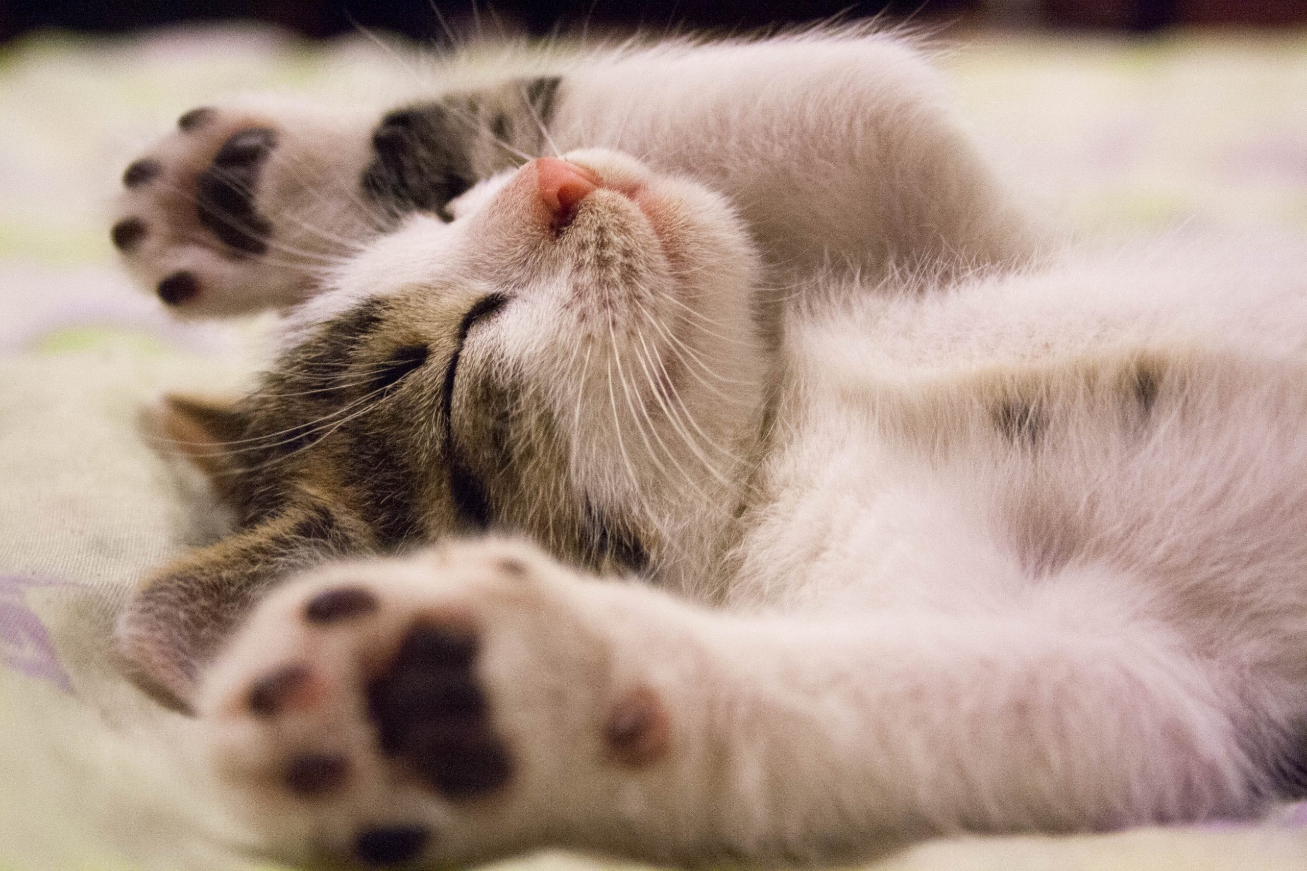 happy-cat